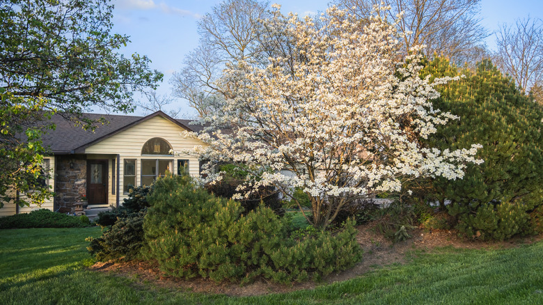 privacy berm in front of home with trees and evergreen bushes