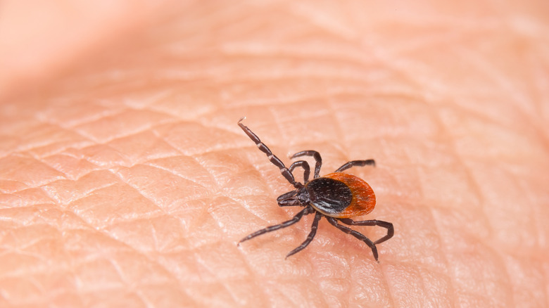 Tick crawling on someones arm