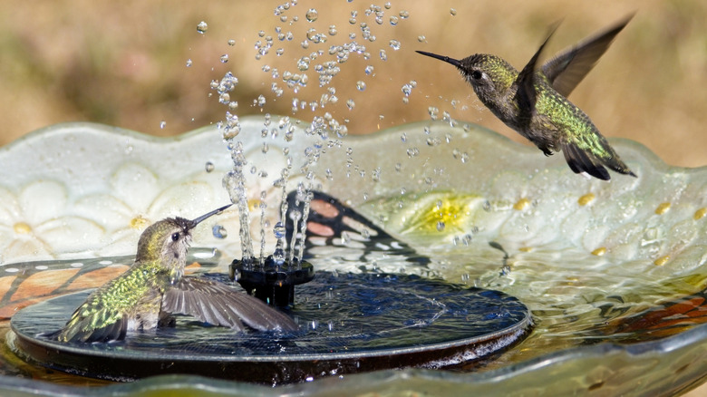 Two hummingbirds in a birdbath.