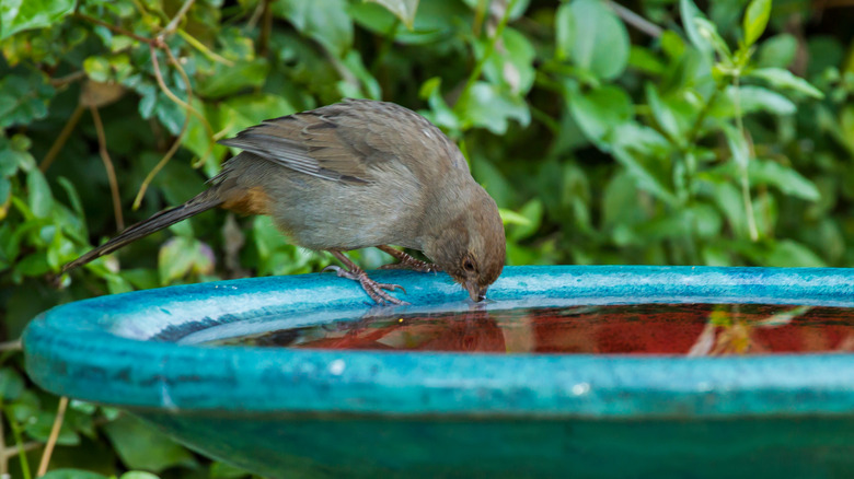 A cute bird sips from a boring birdbath
