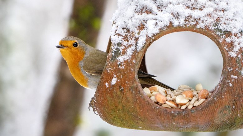 a European robin in a feeder filled with seeds