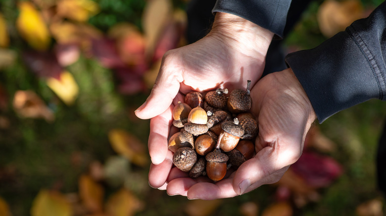 cupped hands holding brown acorns
