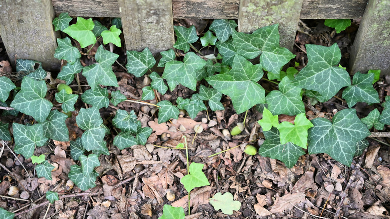 acorns and ivy in a garden by a wooden fence