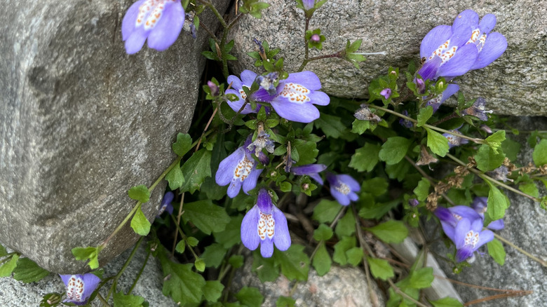 Creeping mazus grows through the crack in some rocks.