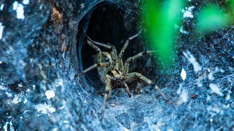 Closeup of a wolf spider in his home