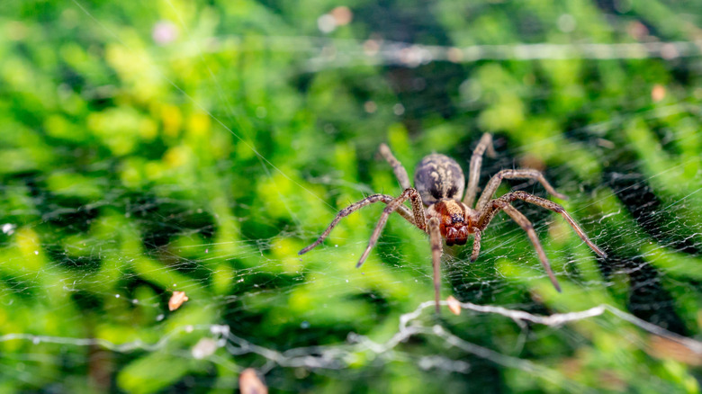 Closeup of a grass spider