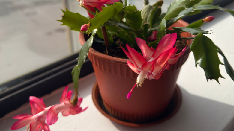 pink flowers blossom on a small cactus