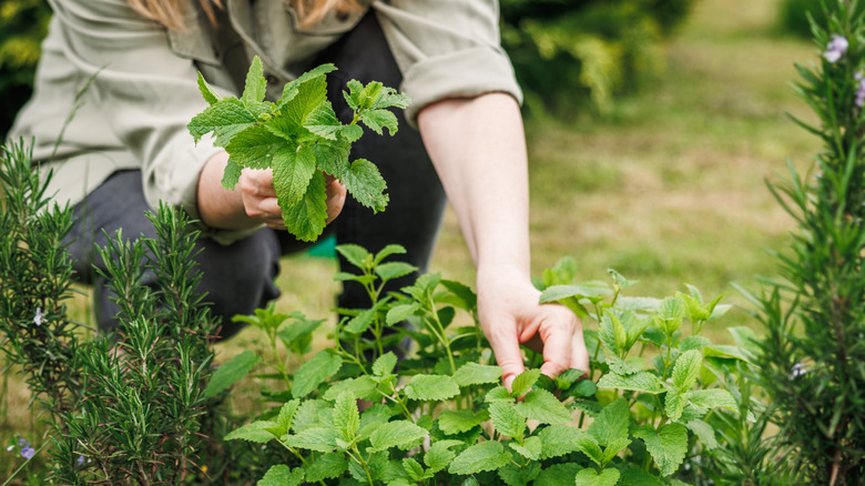 A woman picking herbs from an herb garden in a yard