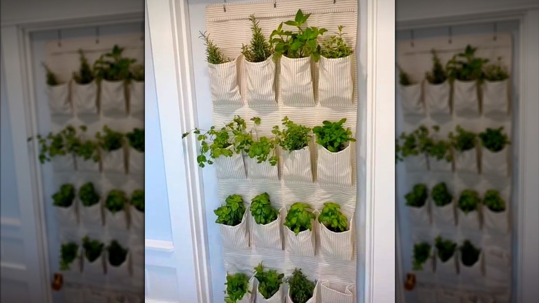 A shoe organizer as a verticle herb garden on the back of a door