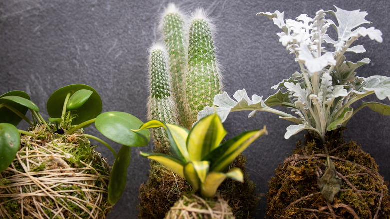 A row of kokedama plants sit against gray wall.