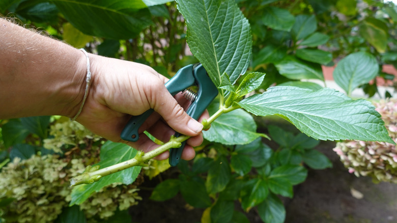Gardener holding hydrangea stem cutting