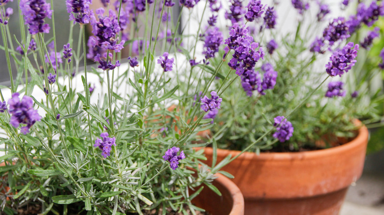 lavender plants in pots