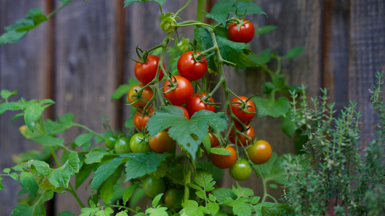 Tomatoes and thyme growing next to each other in a garden