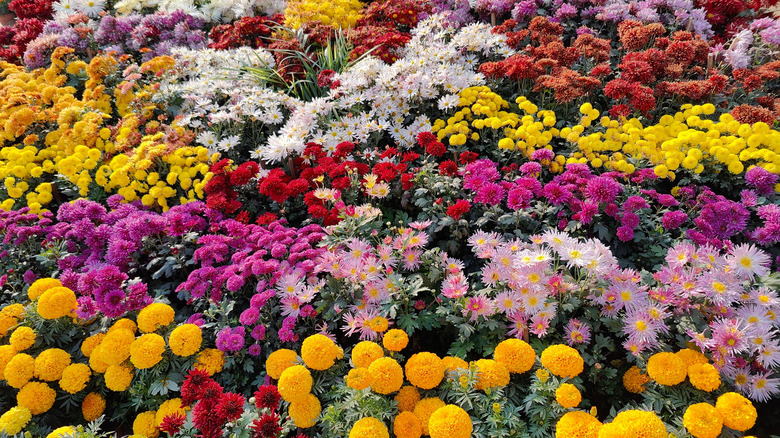 Display of marigolds and chrysanthemums