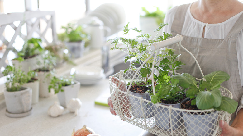 Woman carrying basket of various plants in kitchen