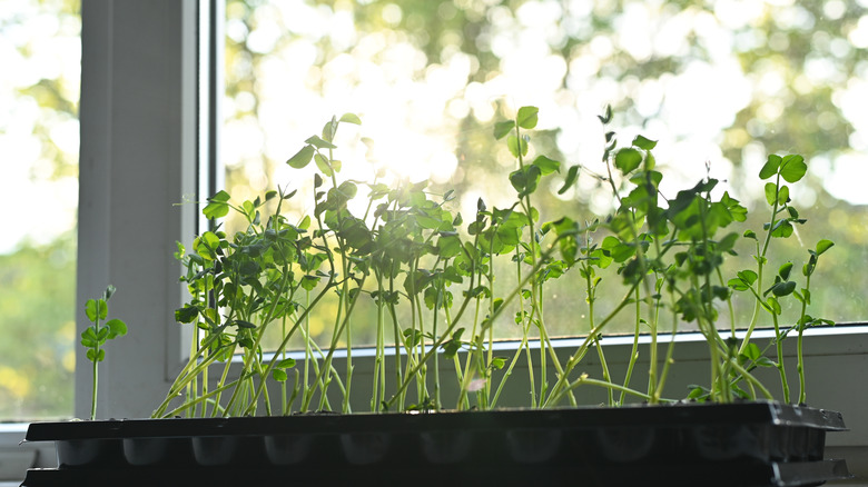 Green pea plants growing by a kitchen window