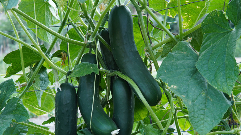 A group of cucumbers growing with trellis support