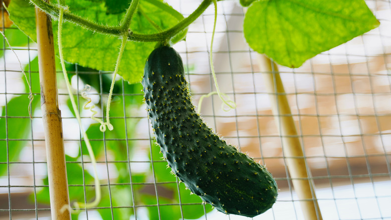 Cucumber growing on a bamboo and mesh trellis