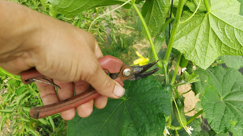 Person with shears pruning a cucumber plant