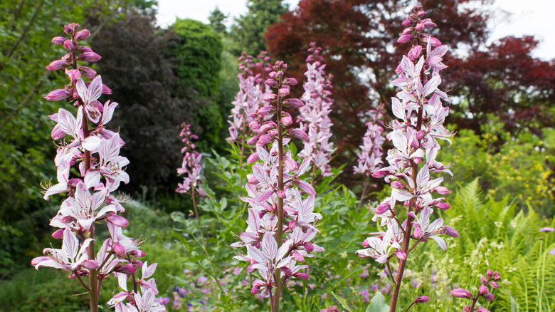 Purple gas plant flowers in the garden.