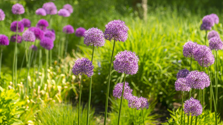 Purple alliums growing in garden