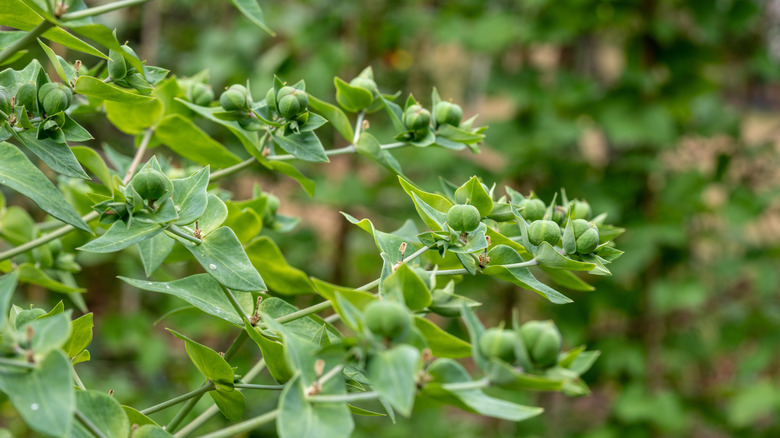 Caper spurge close up