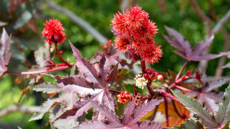 Castor bean plant