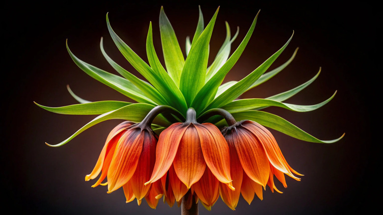 Closeup on crown imperial flower bloom
