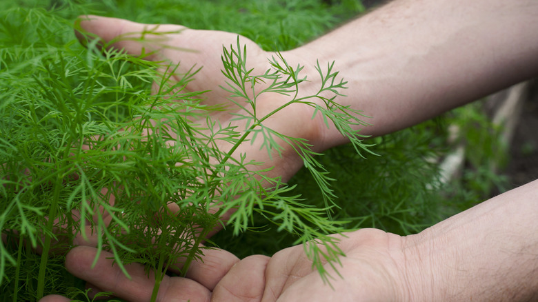 Farmer holding onto dill