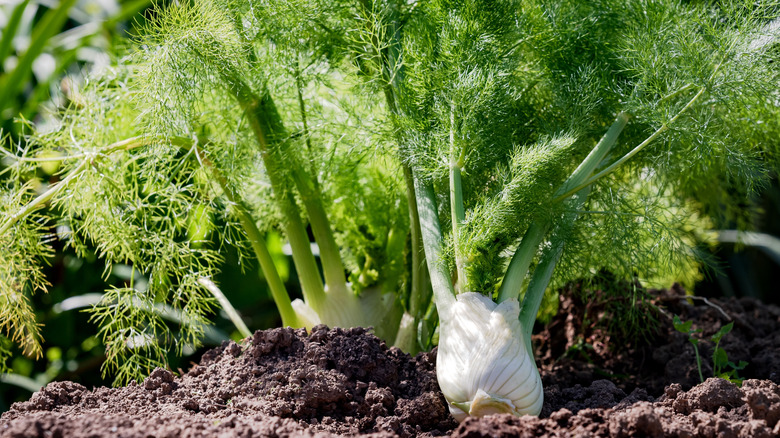 Fennel in garden