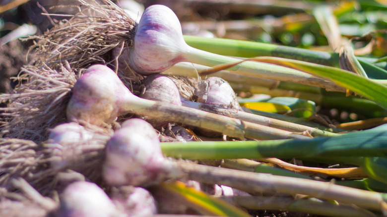 Garlic plants drying in the sun