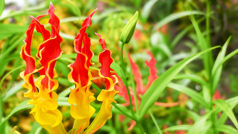 Glory lily flame flower