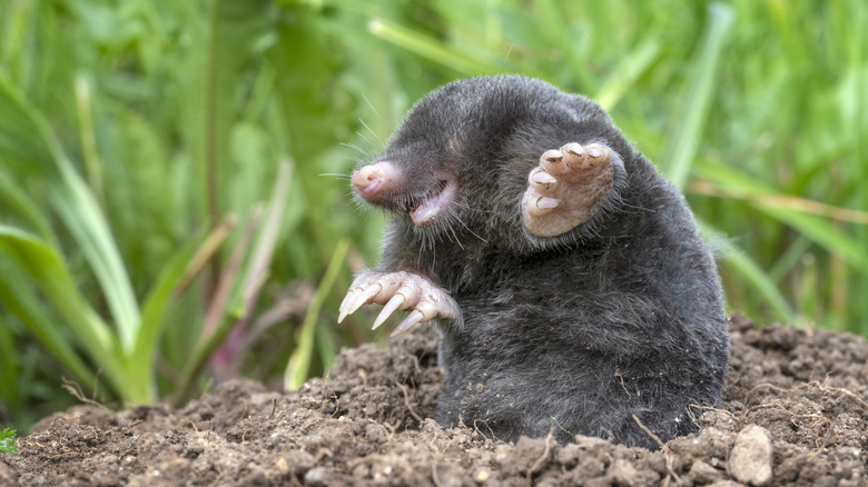 Mole emerging from underground
