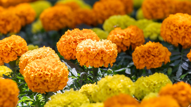 Vibrant marigold flowers