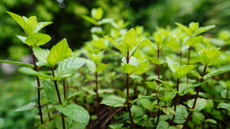 Mint herbs growing in garden
