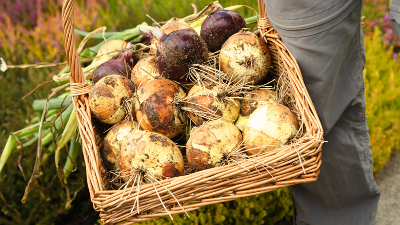 Farmer holding package of onions