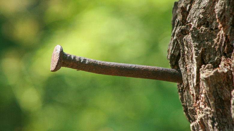 A closeup of a nail in a tree trunk