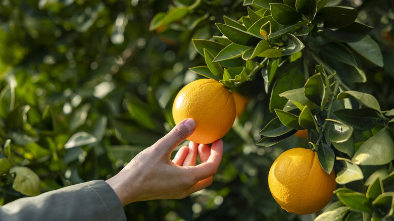 A person's hand picking a fresh orange from the tree