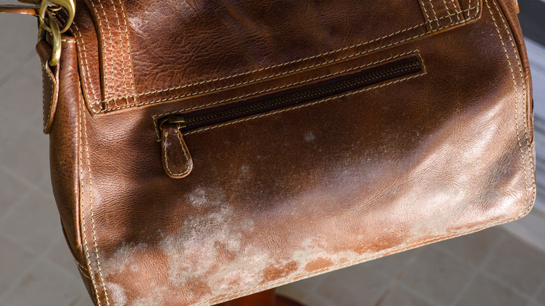 moldy purse