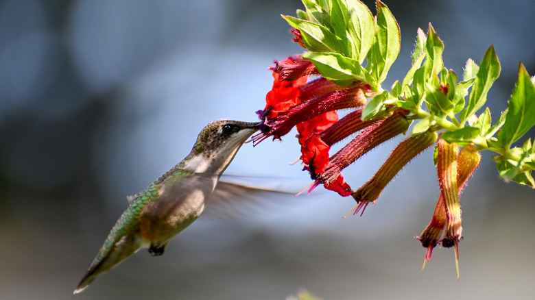 Red cuphea flowers with a hummingbird