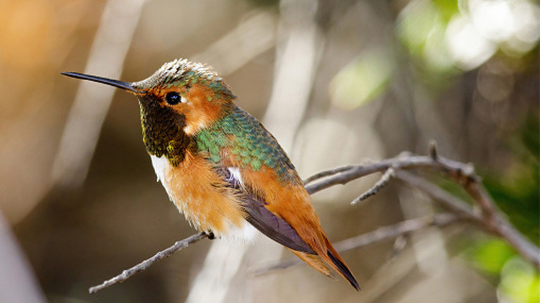 Hummingbird sitting on a branch