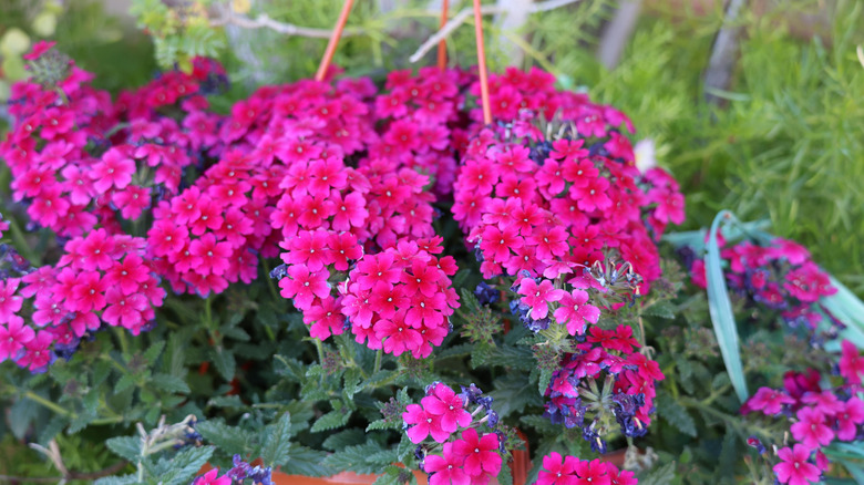 magenta verbena flowers in bloom