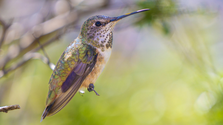 a hummingbird rests on a branch