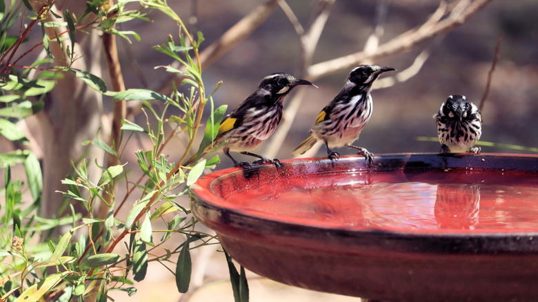 Birds perched on a hanging birdbath