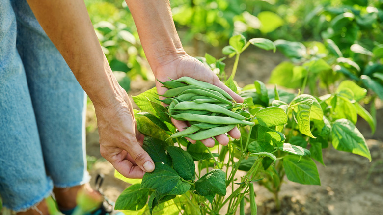 Gardener harvesting beans