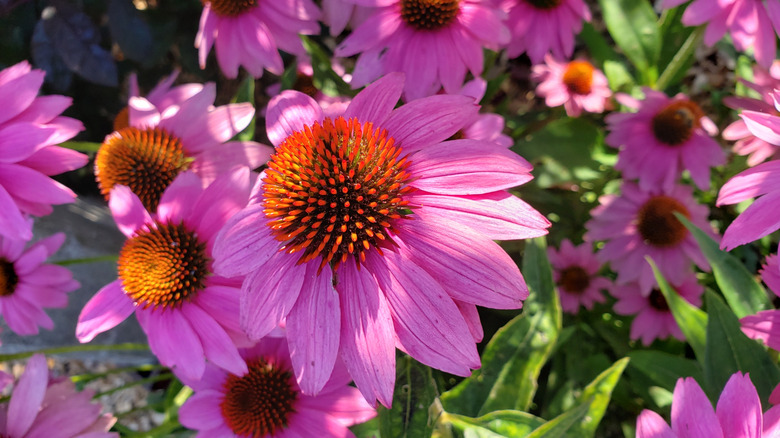 Closeup of coneflower