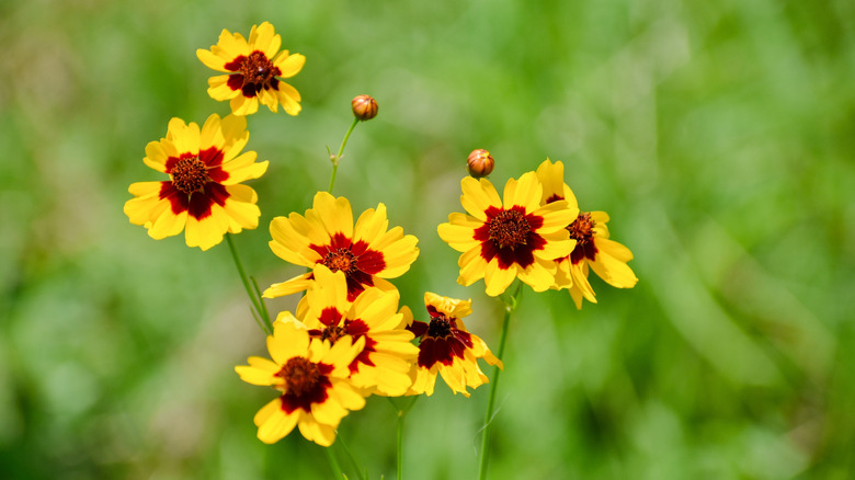Golden tickseed flowers