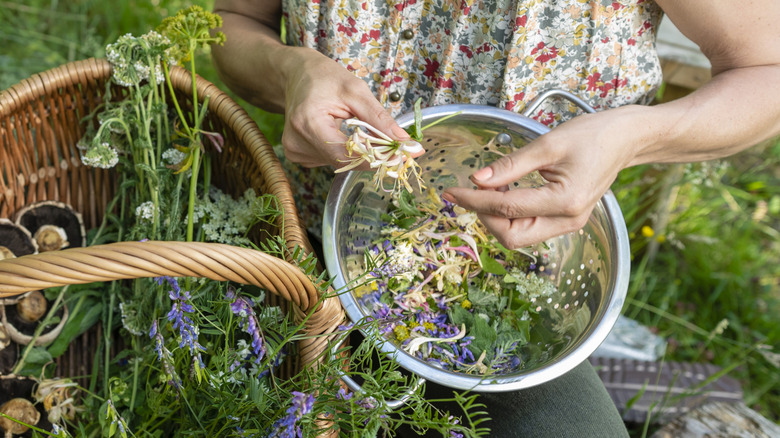 Female gardener collecting herbs