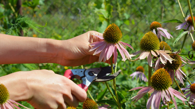 Harvesting echinacea flower