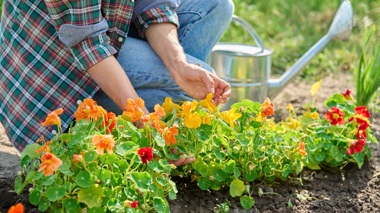 Gardener holding flowering nasturtium plants